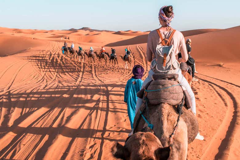 Camels in the desert