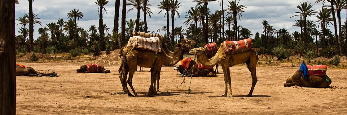Camel Riding in Marrakech