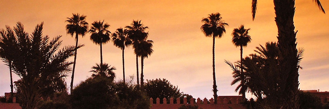 Marrakech’s Palm Grove