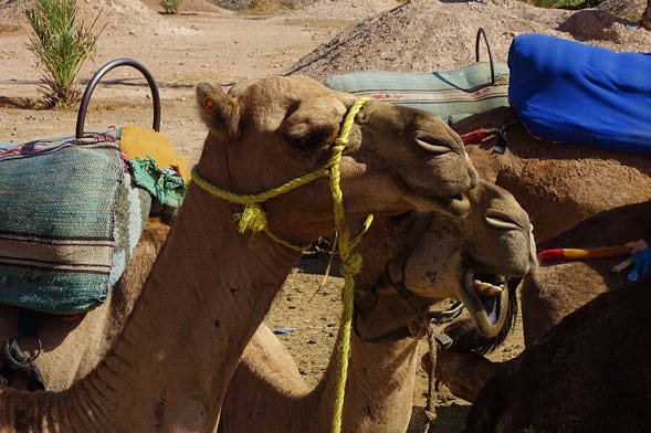 Marrakech Palm Grove Camel Ride